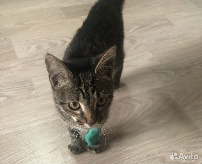 Котик ищет дом