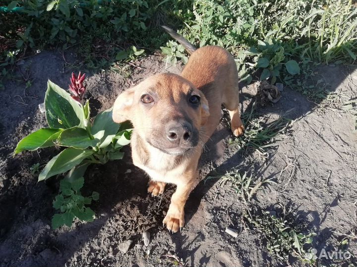 Щенки от небольшой собачки