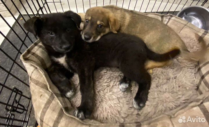 Щенок в добрые руки