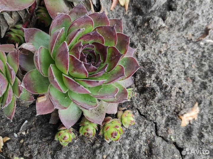 Молодило каменная роза