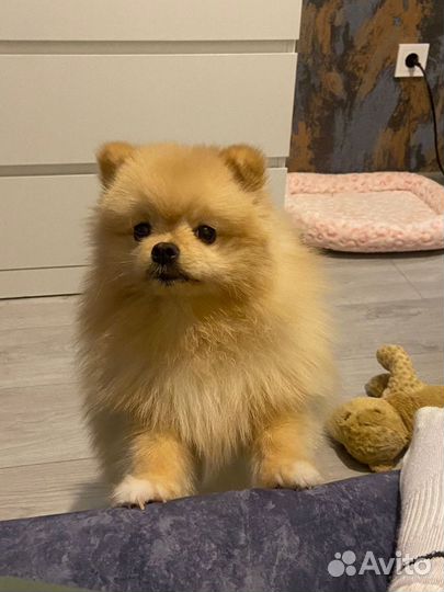 Померанский шпиц вязка кобель