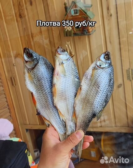 Рыба вяленая с Суры сухой посол