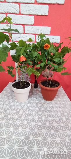 Клен комнатный абутилон