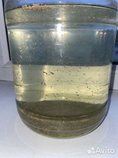 Артемия бесплатно