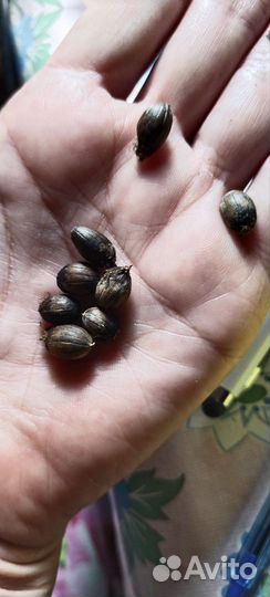 Лагерстремия(индийская сирень)