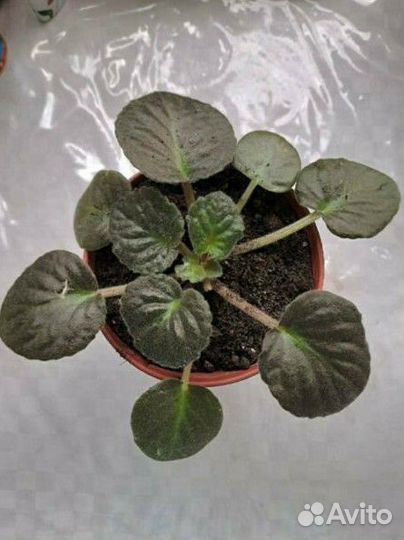 Сортовые фиалки