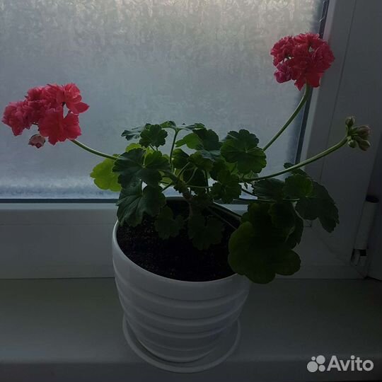 Сортовые и коллекционные пеларгонии