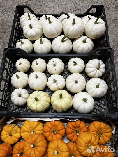 Тыква декоративная