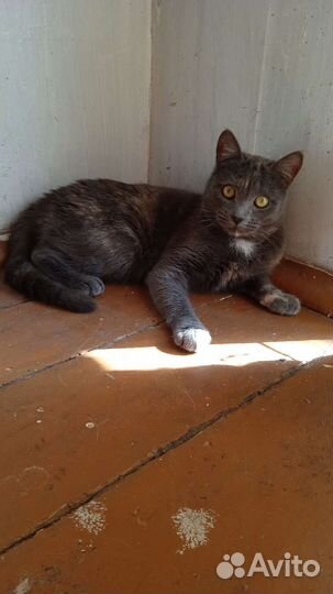 Кошки в добрые руки