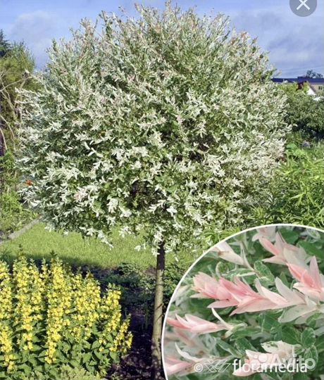 Ива хакуро нишики (японская ива hakuro-nishiki)