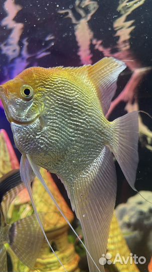 Рыбки скалярии