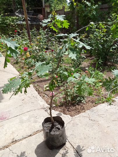 Саженцы Дуба