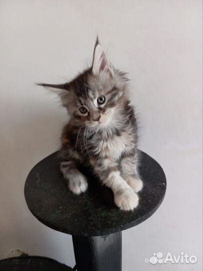 Котята мейнкун