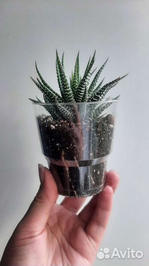 Комнатные растения цветы