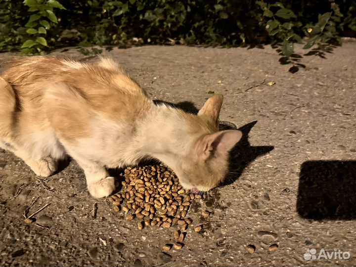 Спасите Кота