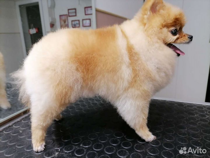 Стрижка животных