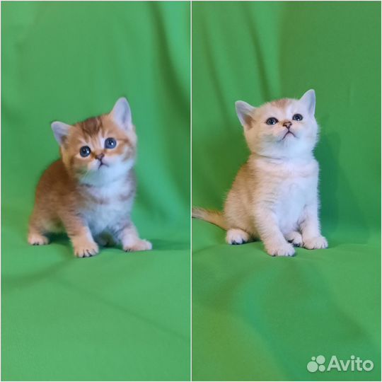 Шотландские котята