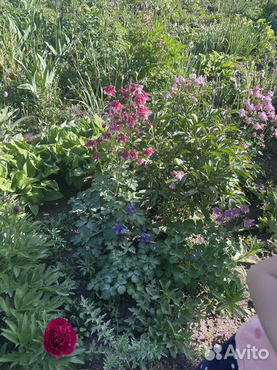 Рассада цветы и овощей