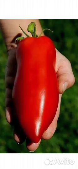 Семена коллекционных сортов томатов