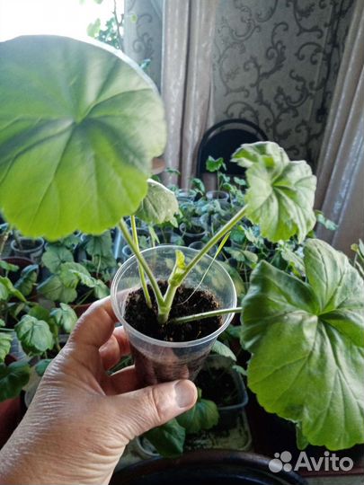 Пеларгония герань готовый черенки