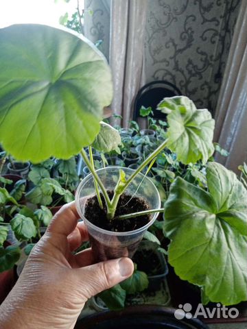 Пеларгония герань готовый черенки