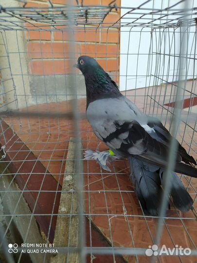 Продаются армянские и бакинские голуби