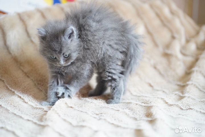 Тыгыдык британский котенок девочка