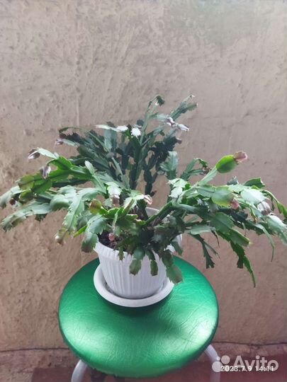 Декабрист Шлюмбергера