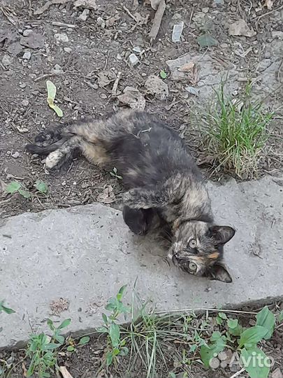 Кошка в дар