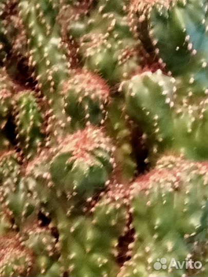 Кактус 20- летний