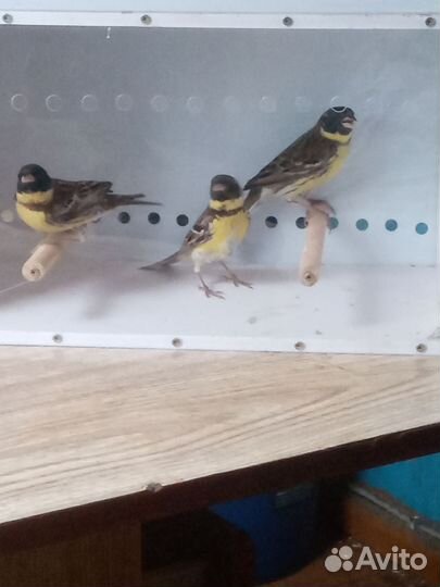 Певчие птицы