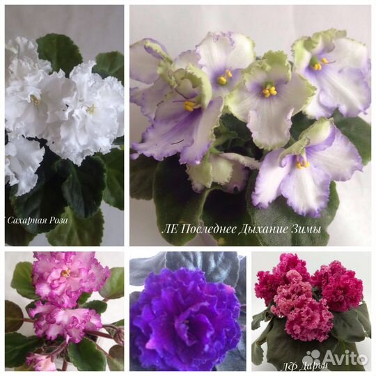 Детки сортовых фиалок