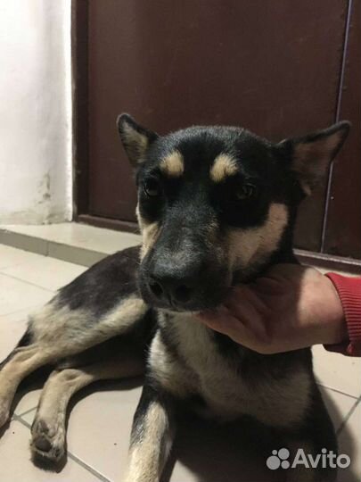 Собака дворняшка