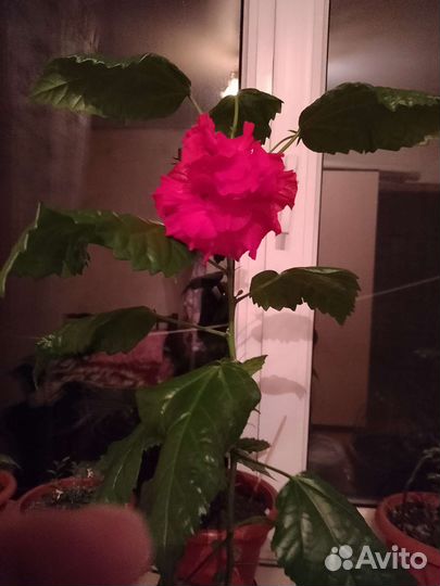 Гибискус китайская роза