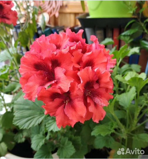 Пеларгония королевская Бушфри