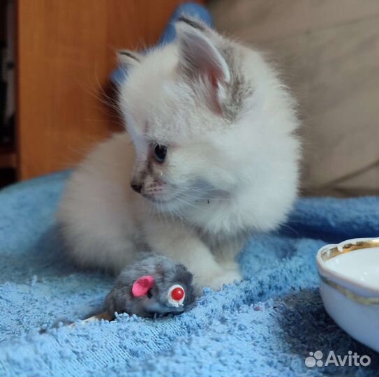 Котята милые какангелы)