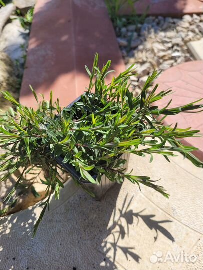 Почвопокровные растения