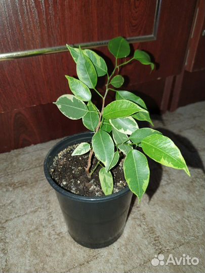 Комнатные цветы