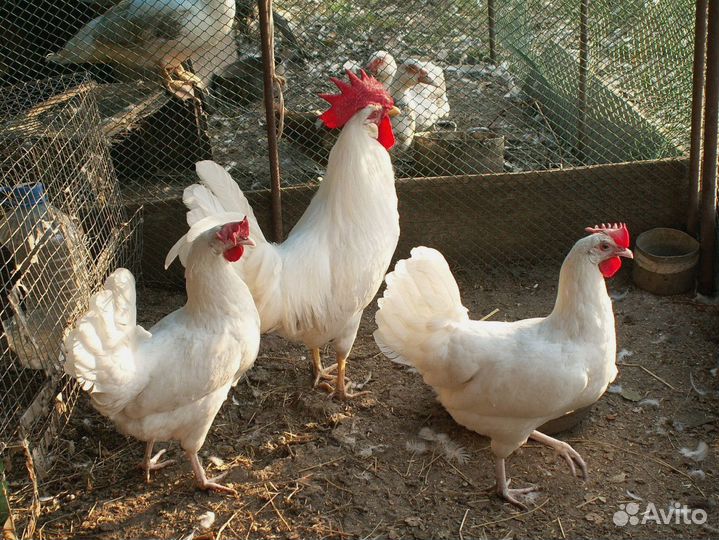 Куры несушки