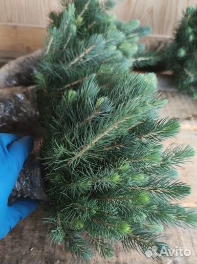 Ель голубая саженцы / опт