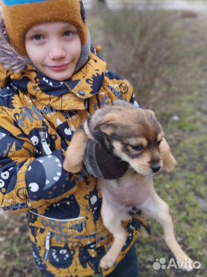 Щенок девочка, 4,5м., ягдтерьер+джек-рассел-терьер