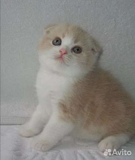 Вислоушата