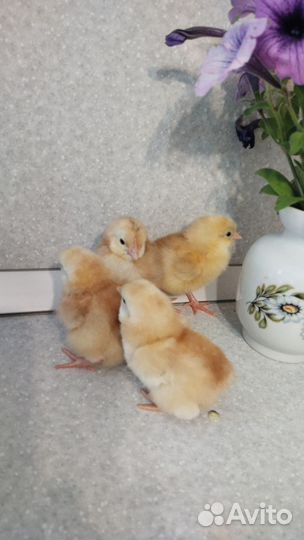 Цыпленок Австралорп