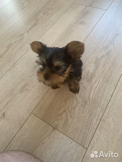 Йоркширский терьер мини