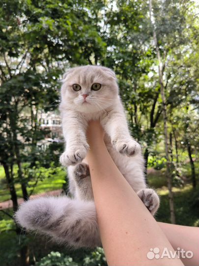 Шиншилла голубой на золоте мальчик