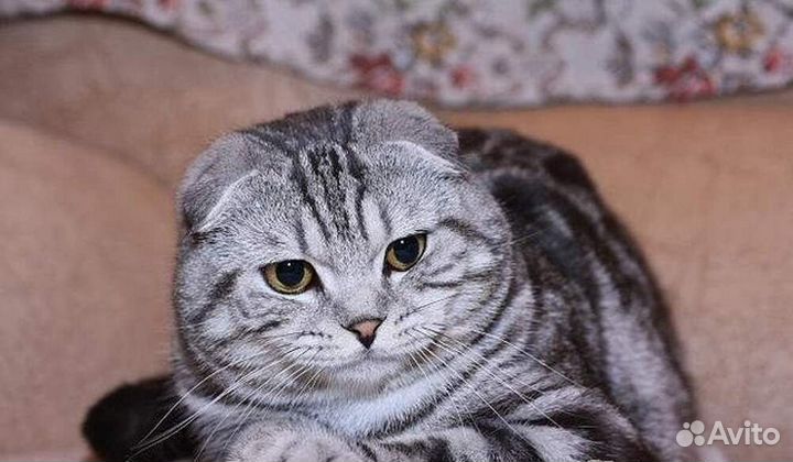 Чистокровный британец