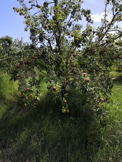 Участок 100 сот. (ИЖС)