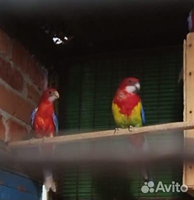 Попугай Розелла и волнистые