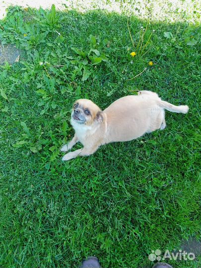 Щенки пекинеса