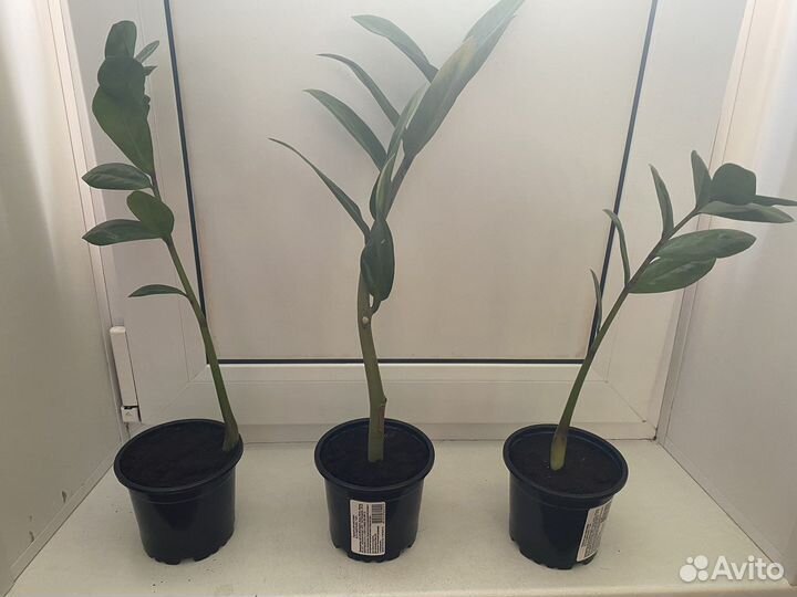 Замиокулькас